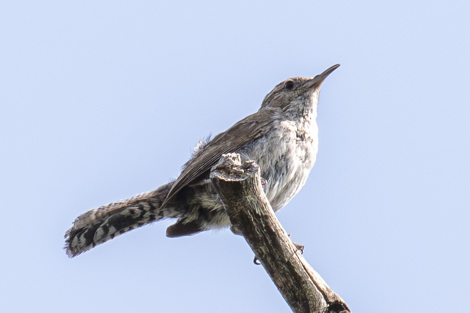 Bewick's Wren - ML639759999