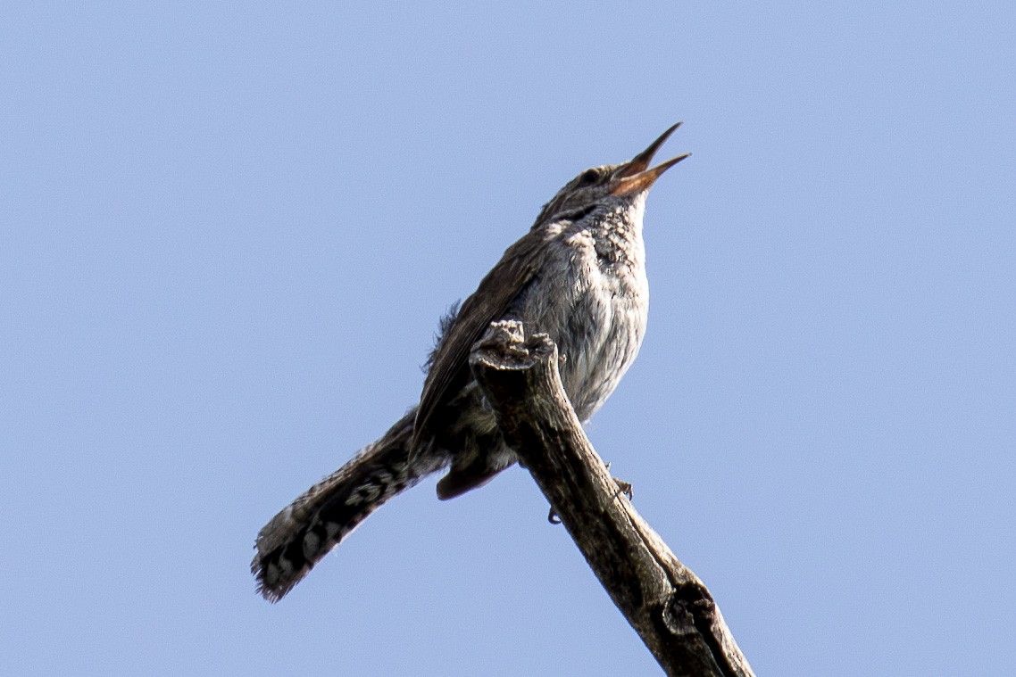 Bewick's Wren - ML639760000