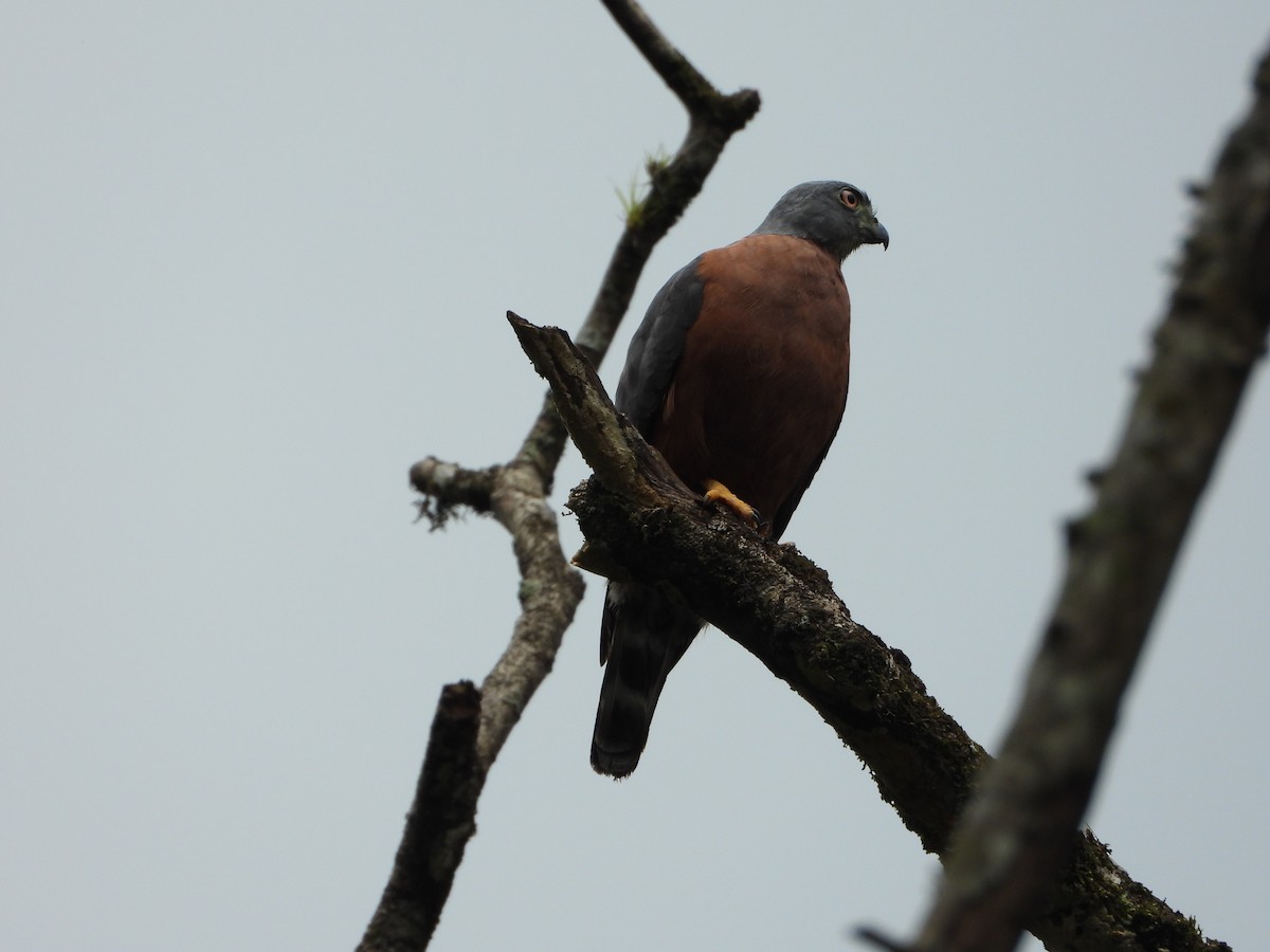 Double-toothed Kite - ML639760036