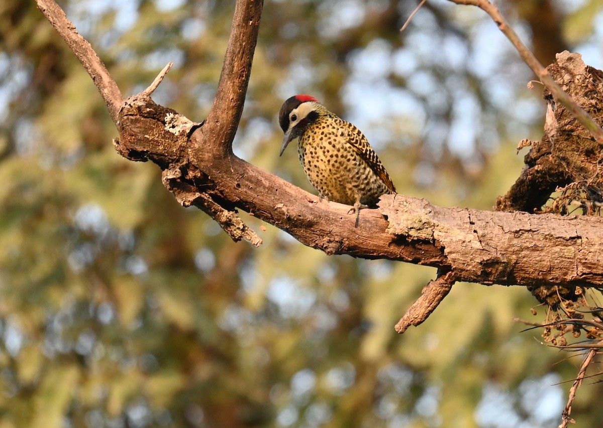Green-barred Woodpecker - ML639760077