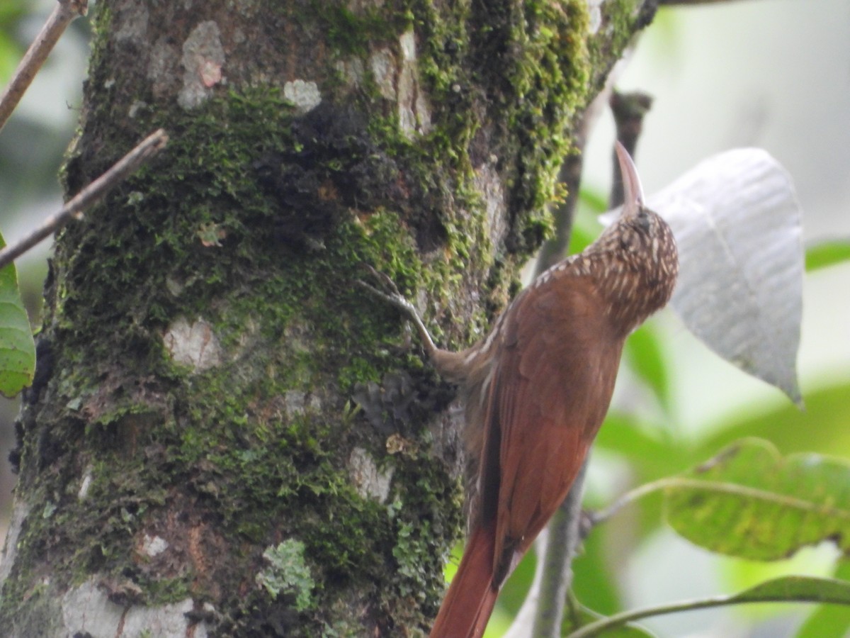 Streak-headed Woodcreeper - ML639760083