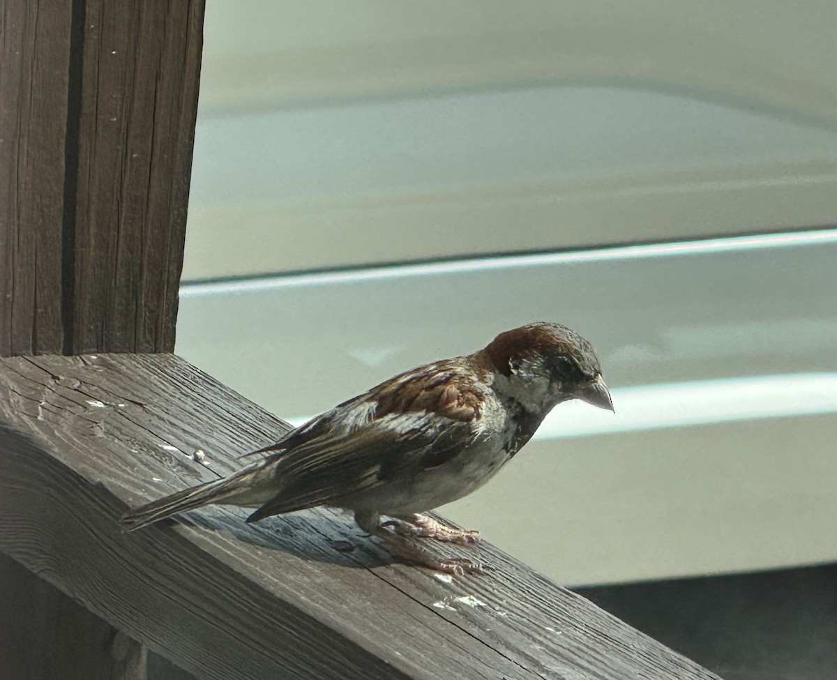 House Sparrow - ML639760090
