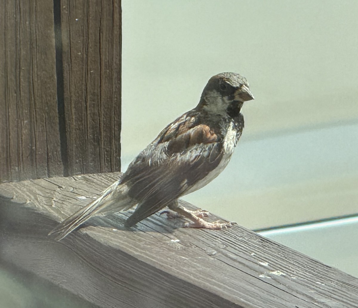 House Sparrow - ML639760091