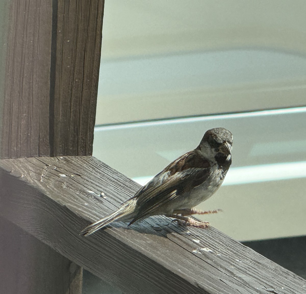 House Sparrow - ML639760092