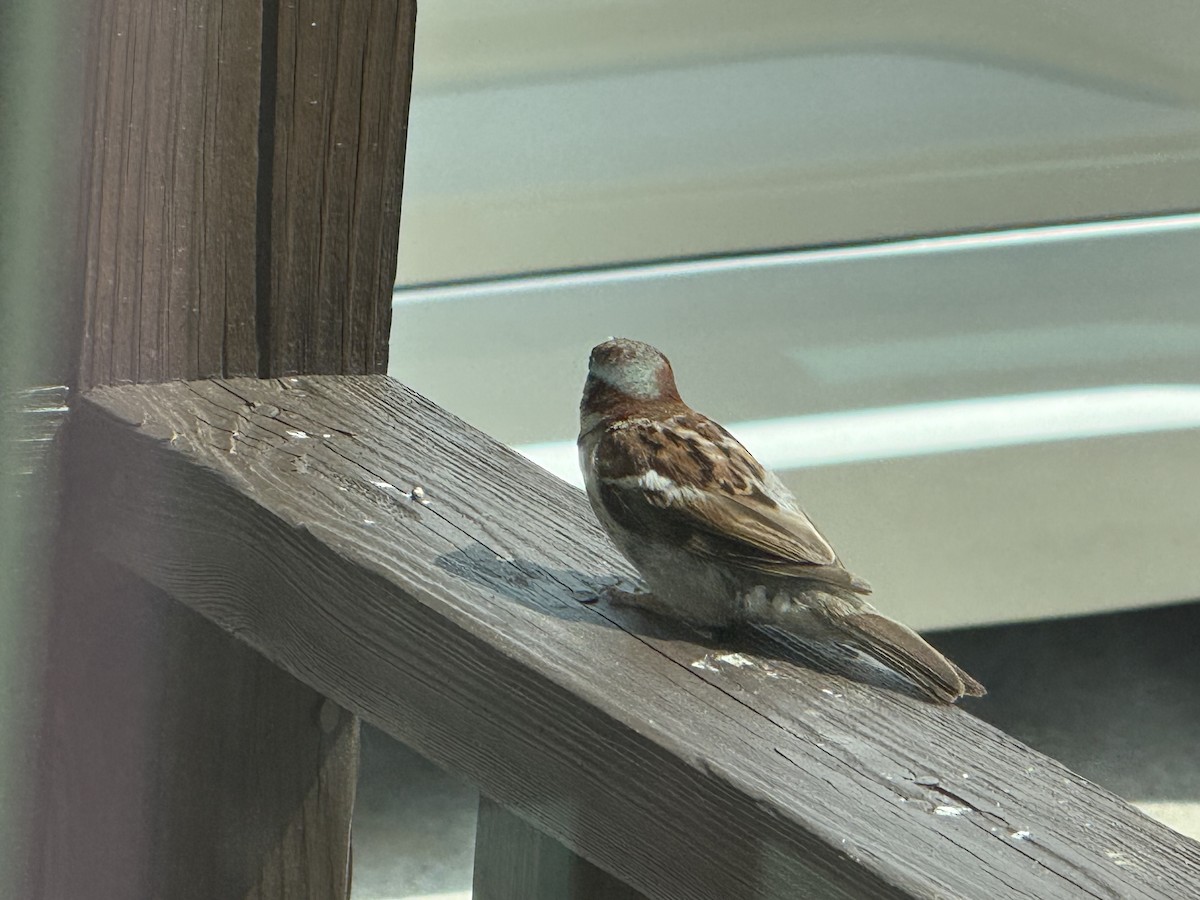 House Sparrow - ML639760093
