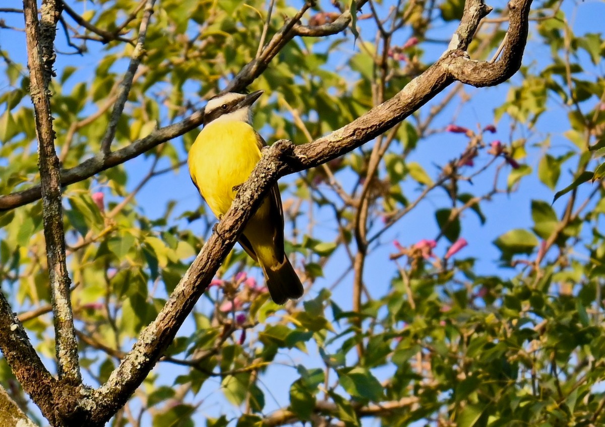 Great Kiskadee - ML639760097