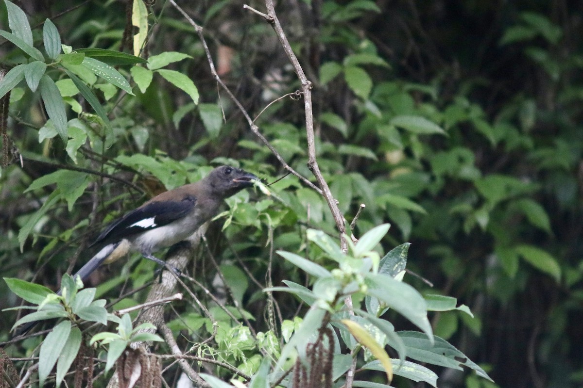 Gray Treepie - ML639760108