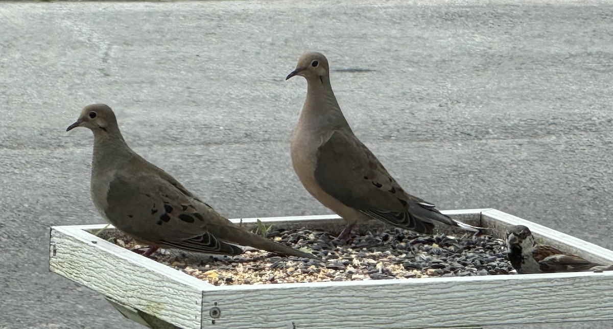 Mourning Dove - ML639760109