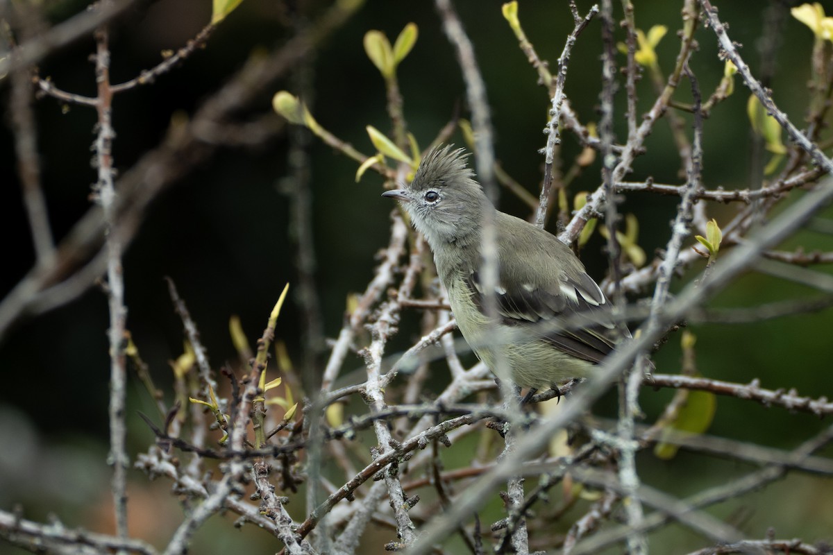 Yellow-bellied Elaenia - ML639760117