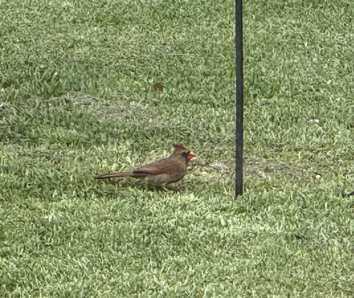 Northern Cardinal - ML639760119