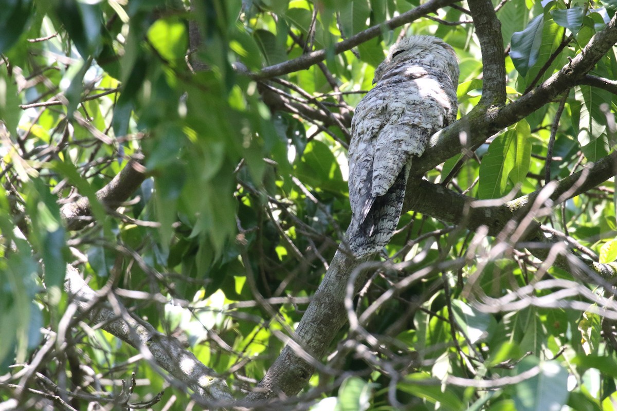 Great Potoo - ML639760188