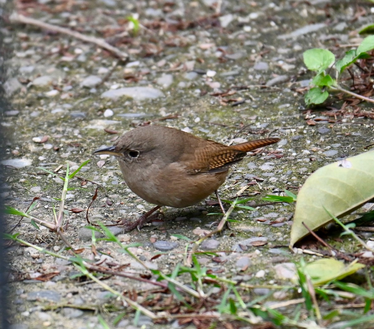 Southern House Wren - ML639760189