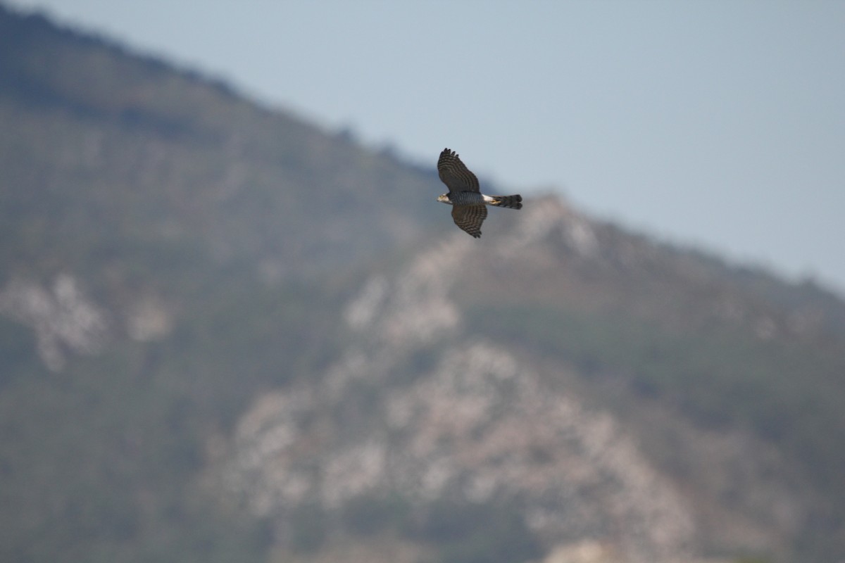 Eurasian Sparrowhawk - ML639760221
