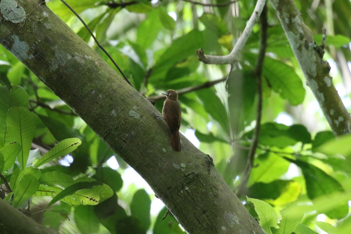 Plain-brown Woodcreeper (Plain-brown) - ML639760232