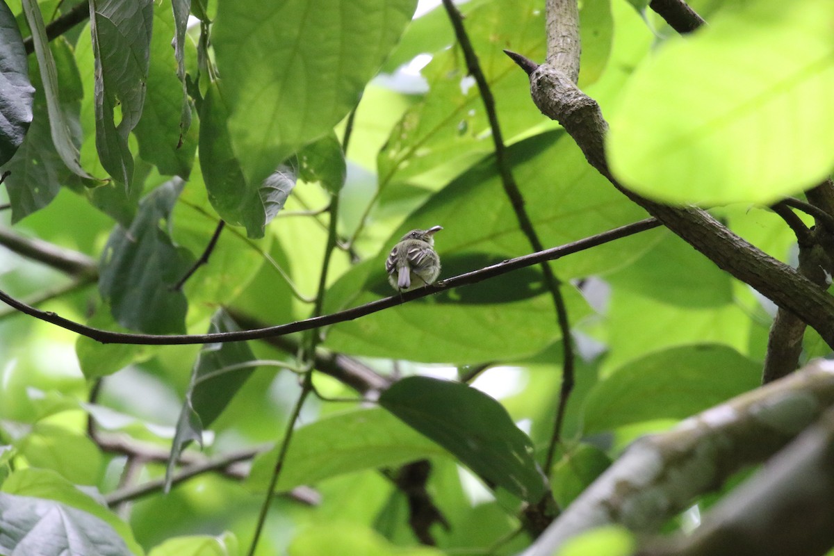 Southern Bentbill - ML639760259