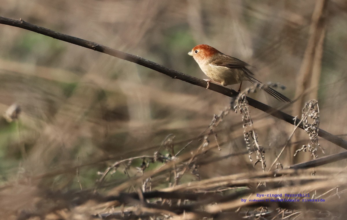 Eye-ringed Parrotbill - ML639760356