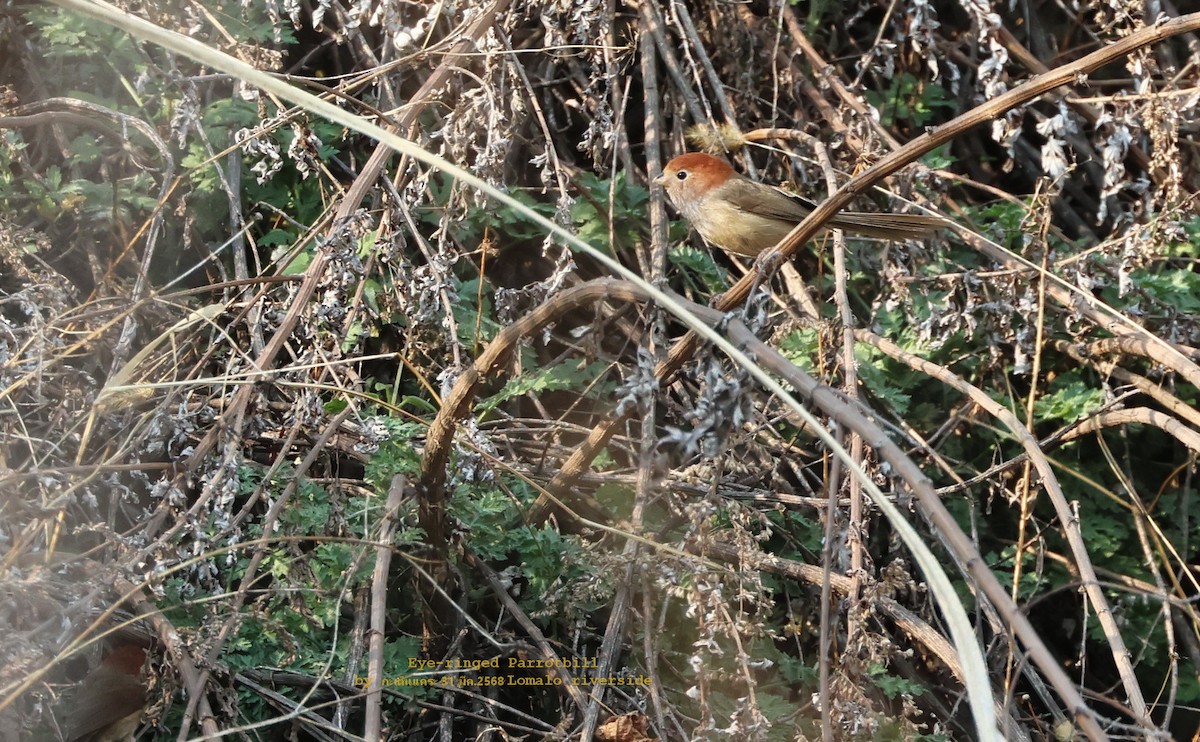 Eye-ringed Parrotbill - ML639760357