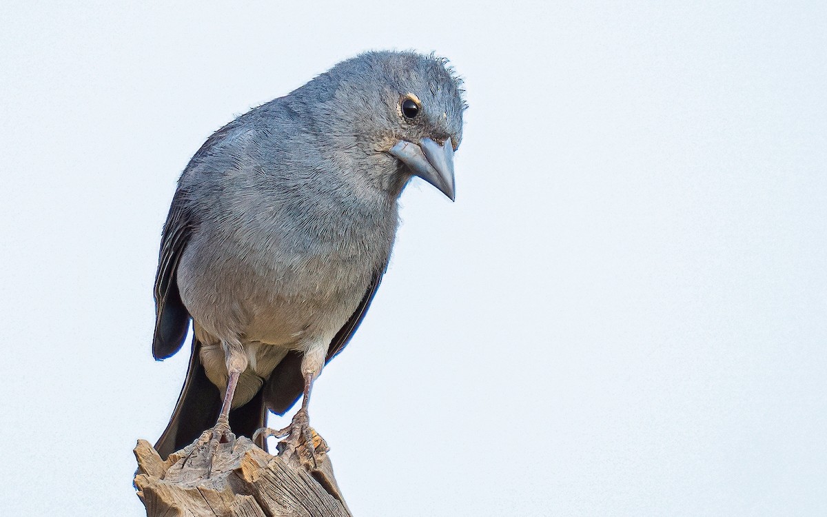 Tenerife Blue Chaffinch - ML639760481