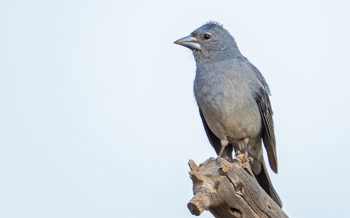 Tenerife Blue Chaffinch - ML639760483