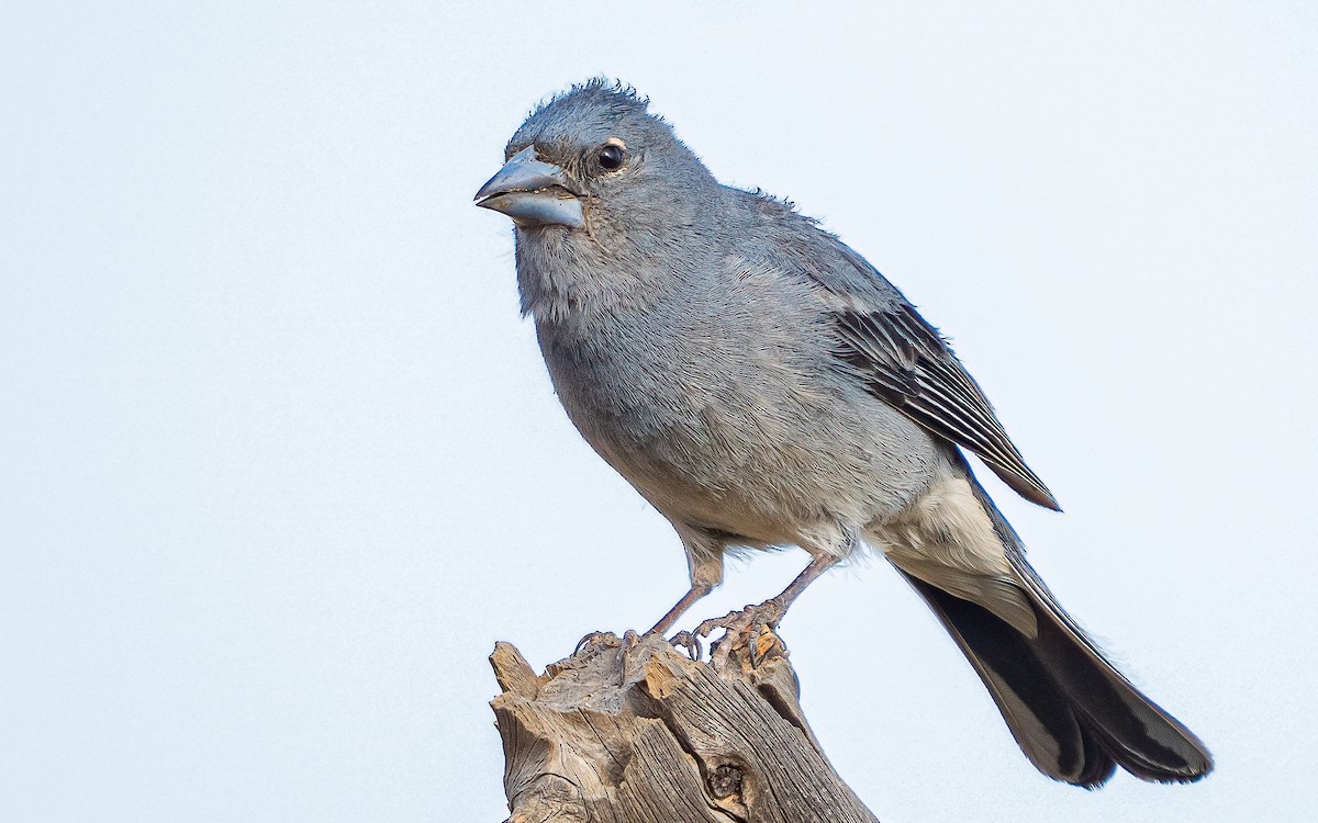 Tenerife Blue Chaffinch - ML639760487