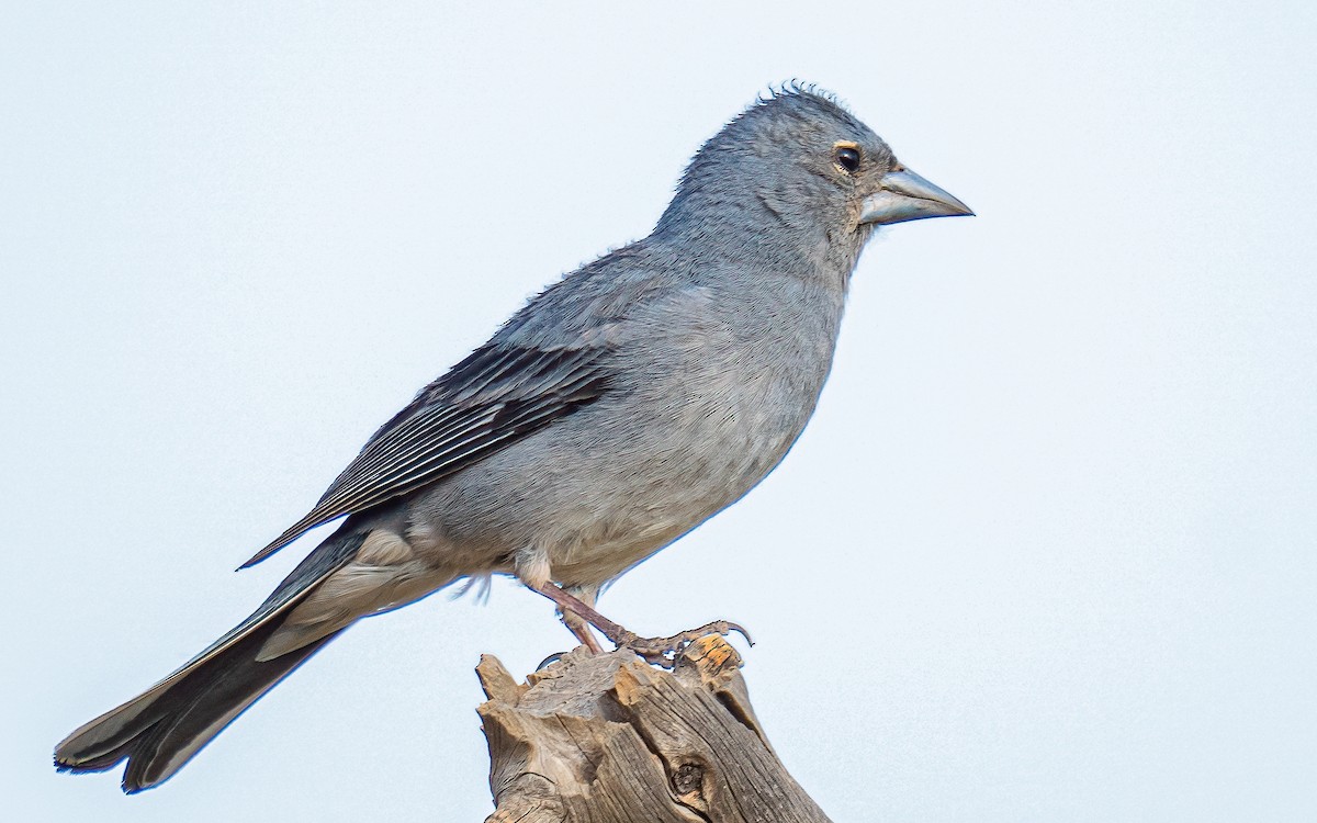 Tenerife Blue Chaffinch - ML639760494