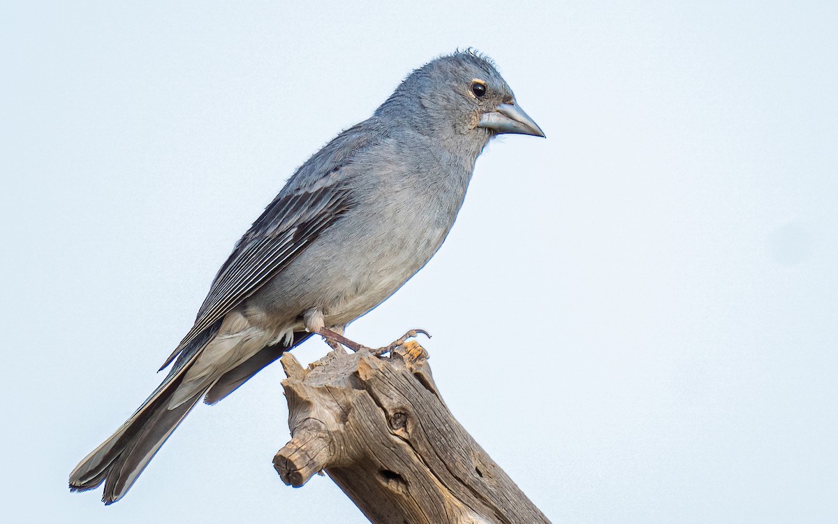 Tenerife Blue Chaffinch - ML639760499
