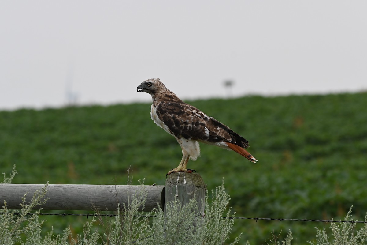 Zapelatz buztangorria - ML639760548