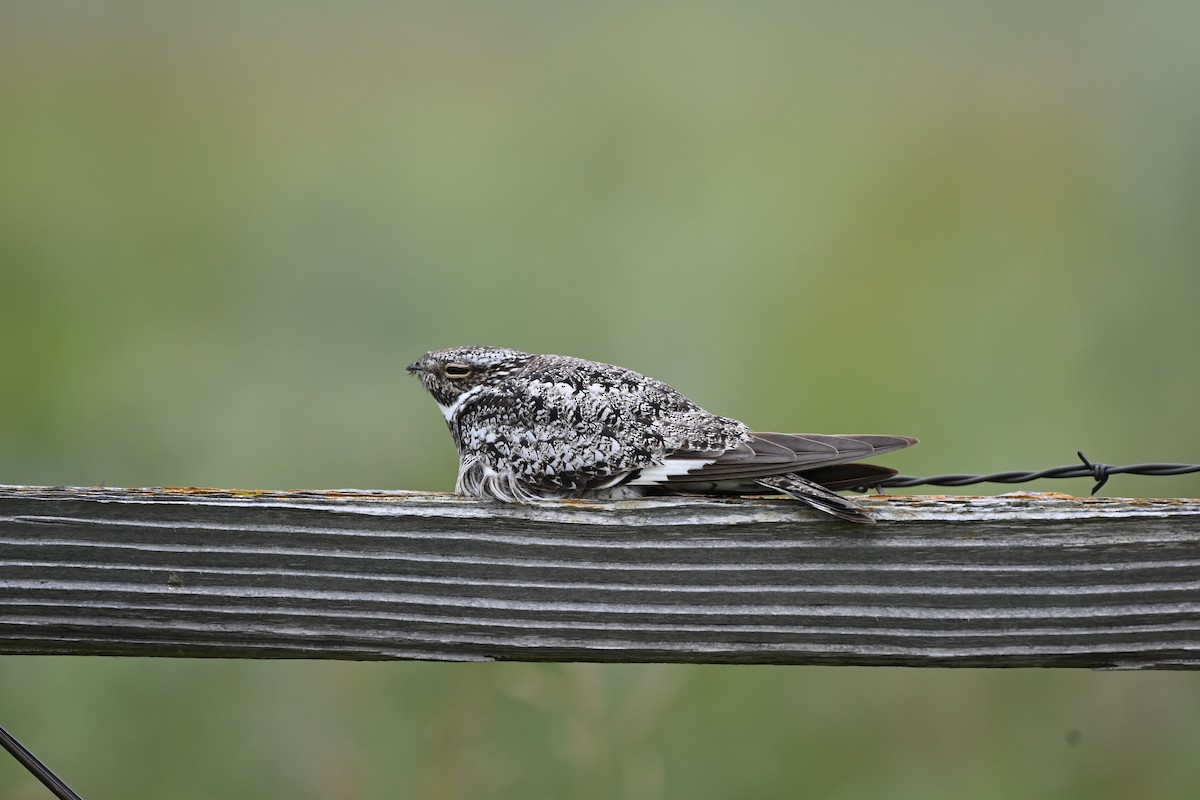 Common Nighthawk - ML639760563