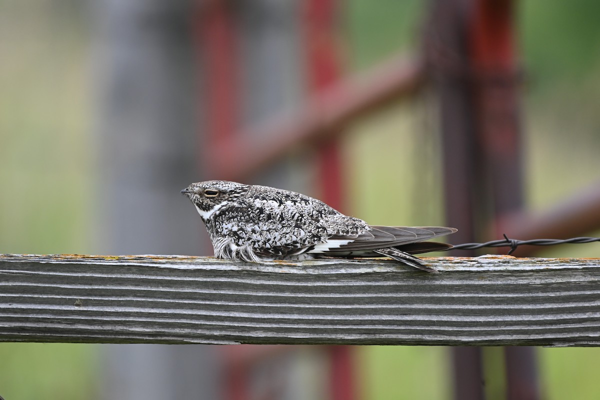 Common Nighthawk - ML639760569