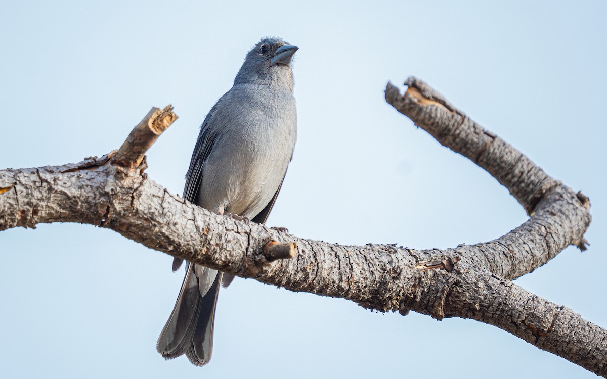 Tenerife Blue Chaffinch - ML639760573