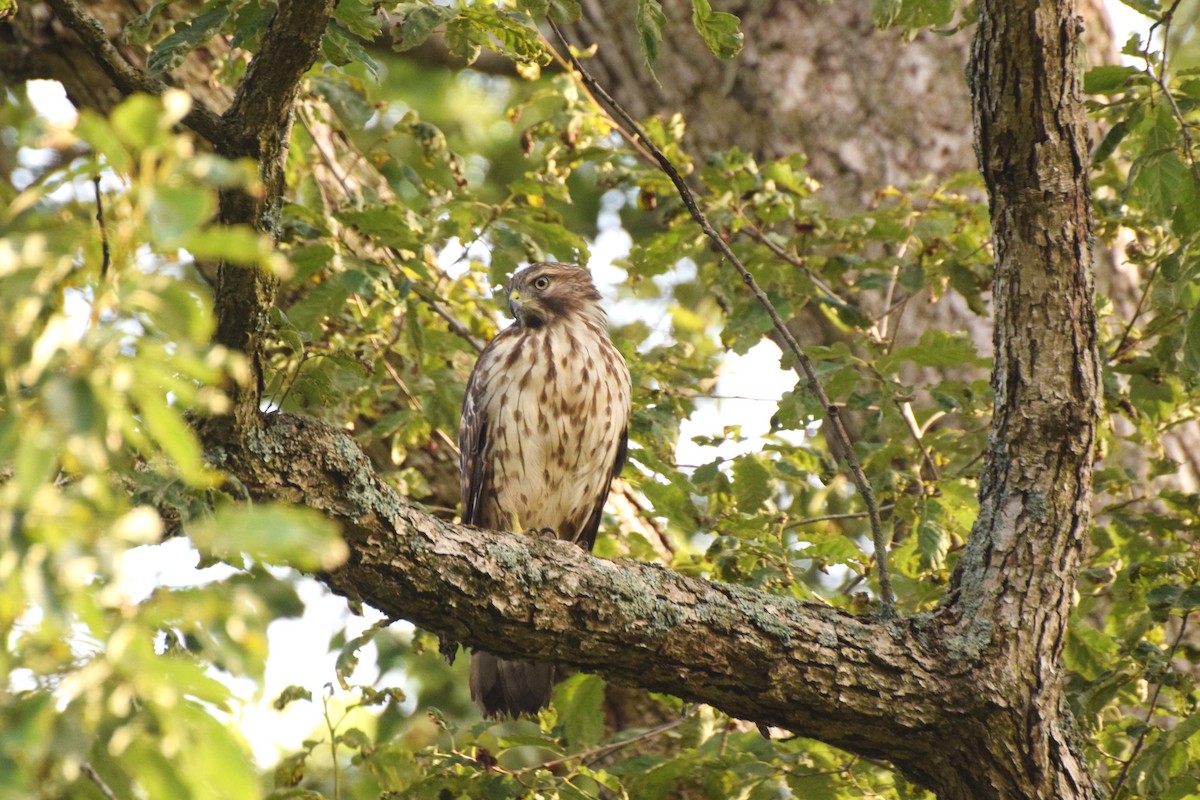 Red-tailed Hawk - ML639760576
