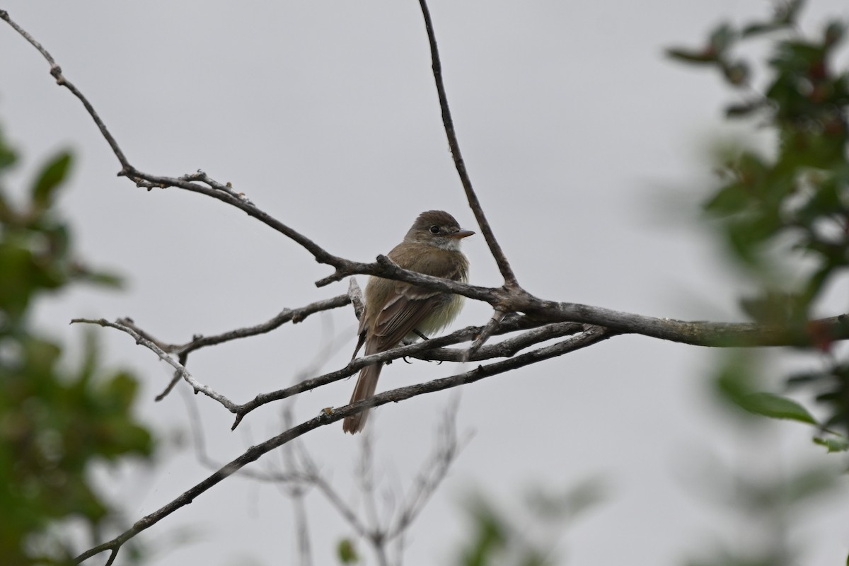 Alder Flycatcher - ML639760578