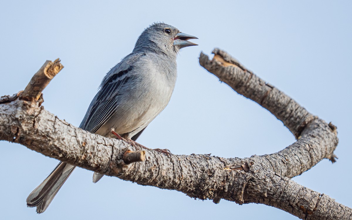 Tenerife Blue Chaffinch - ML639760594