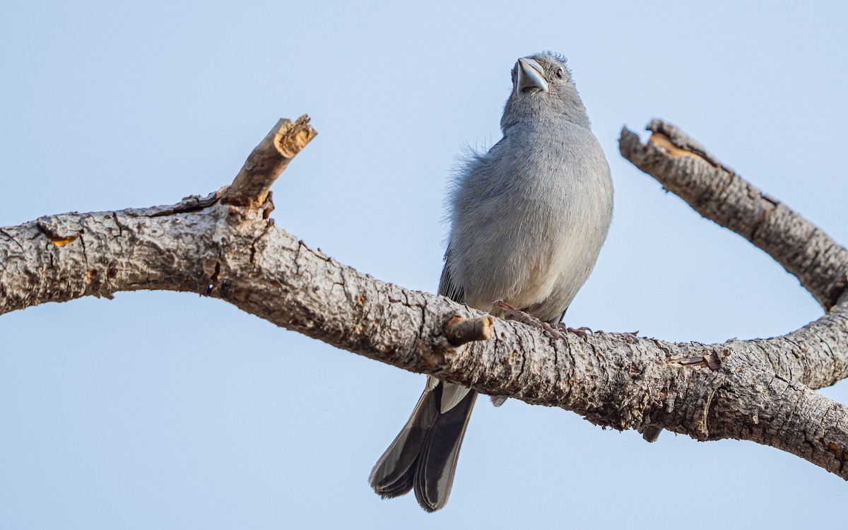 Tenerife Blue Chaffinch - ML639760618