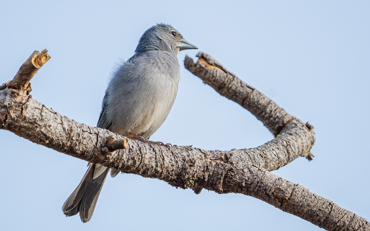 Tenerife Blue Chaffinch - ML639760629