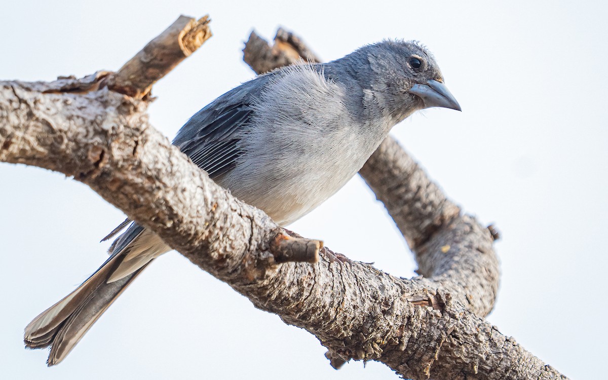 Tenerife Blue Chaffinch - ML639760639