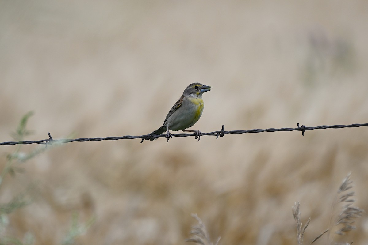 Dickcissel - ML639760733