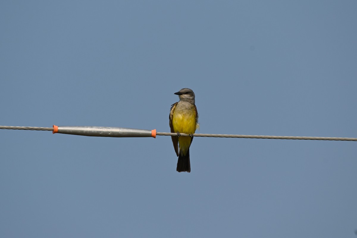 Western Kingbird - ML639760739
