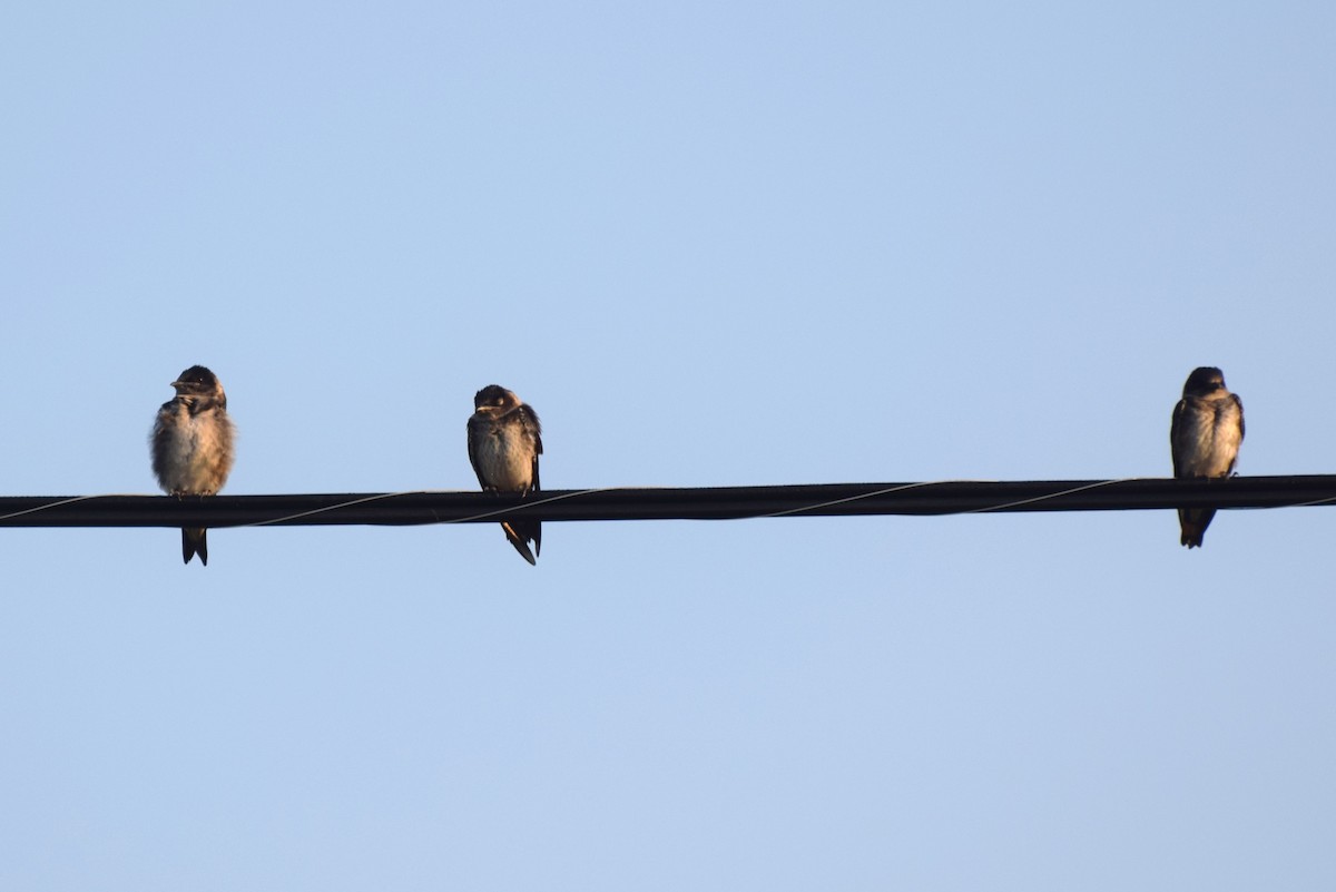 Purple Martin - ML639760740