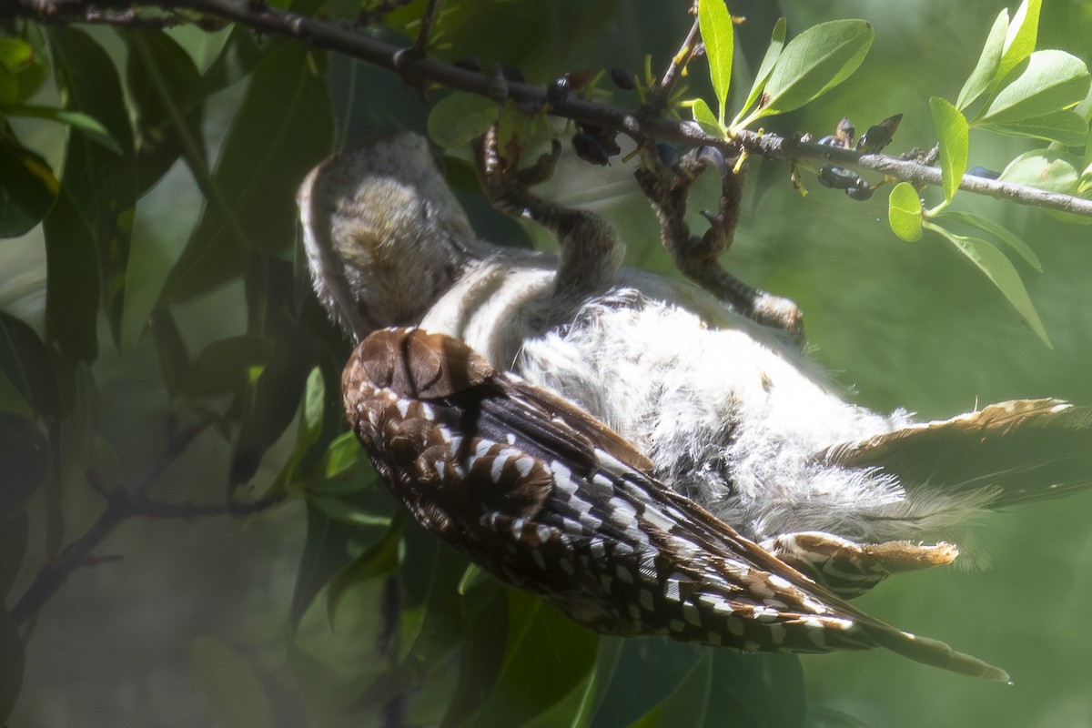 woodpecker sp. - ML639760757