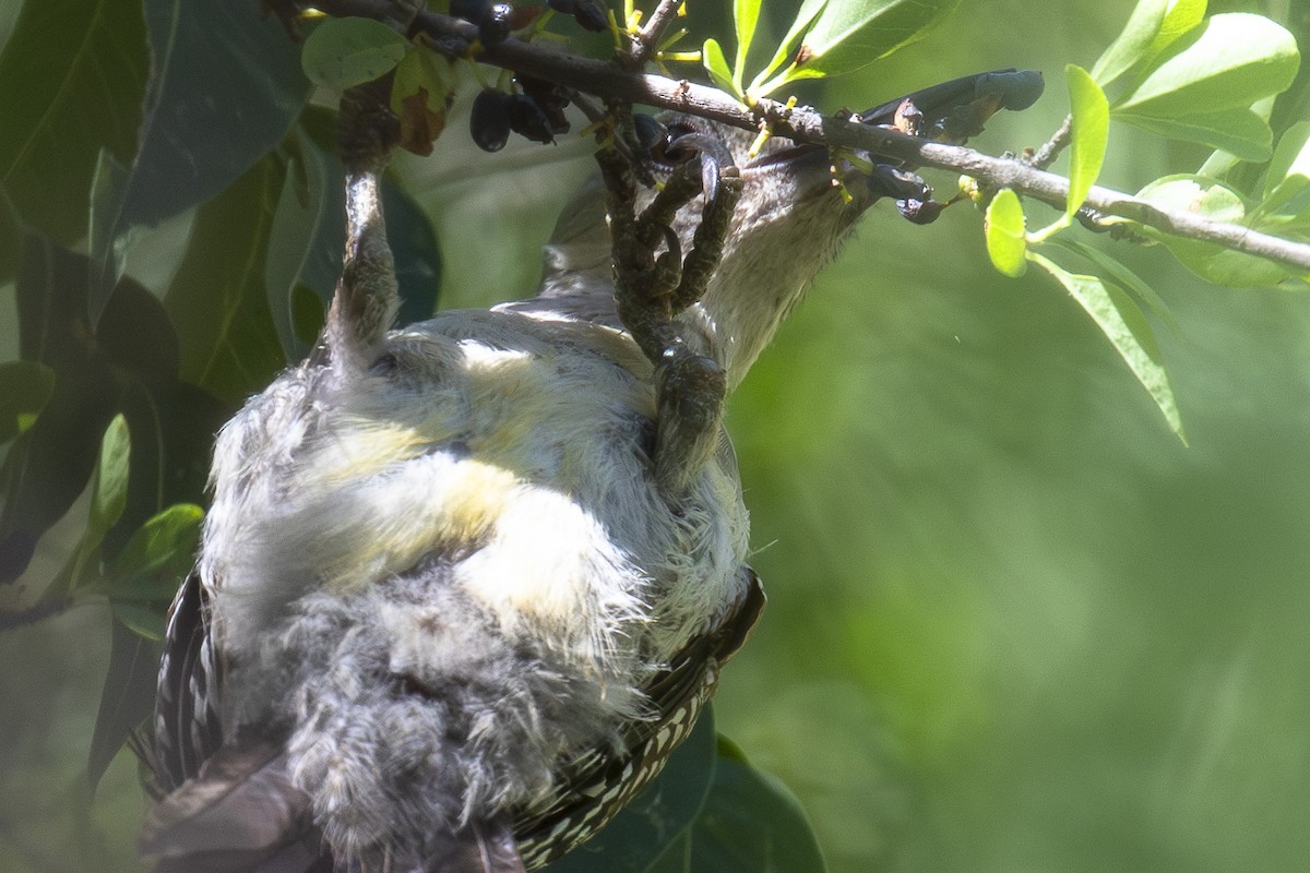 woodpecker sp. - ML639760758