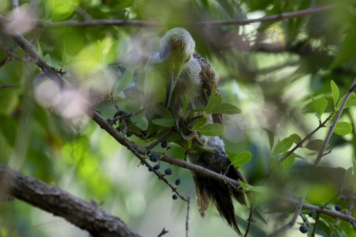 woodpecker sp. - ML639760759