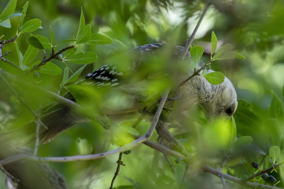 woodpecker sp. - ML639760760