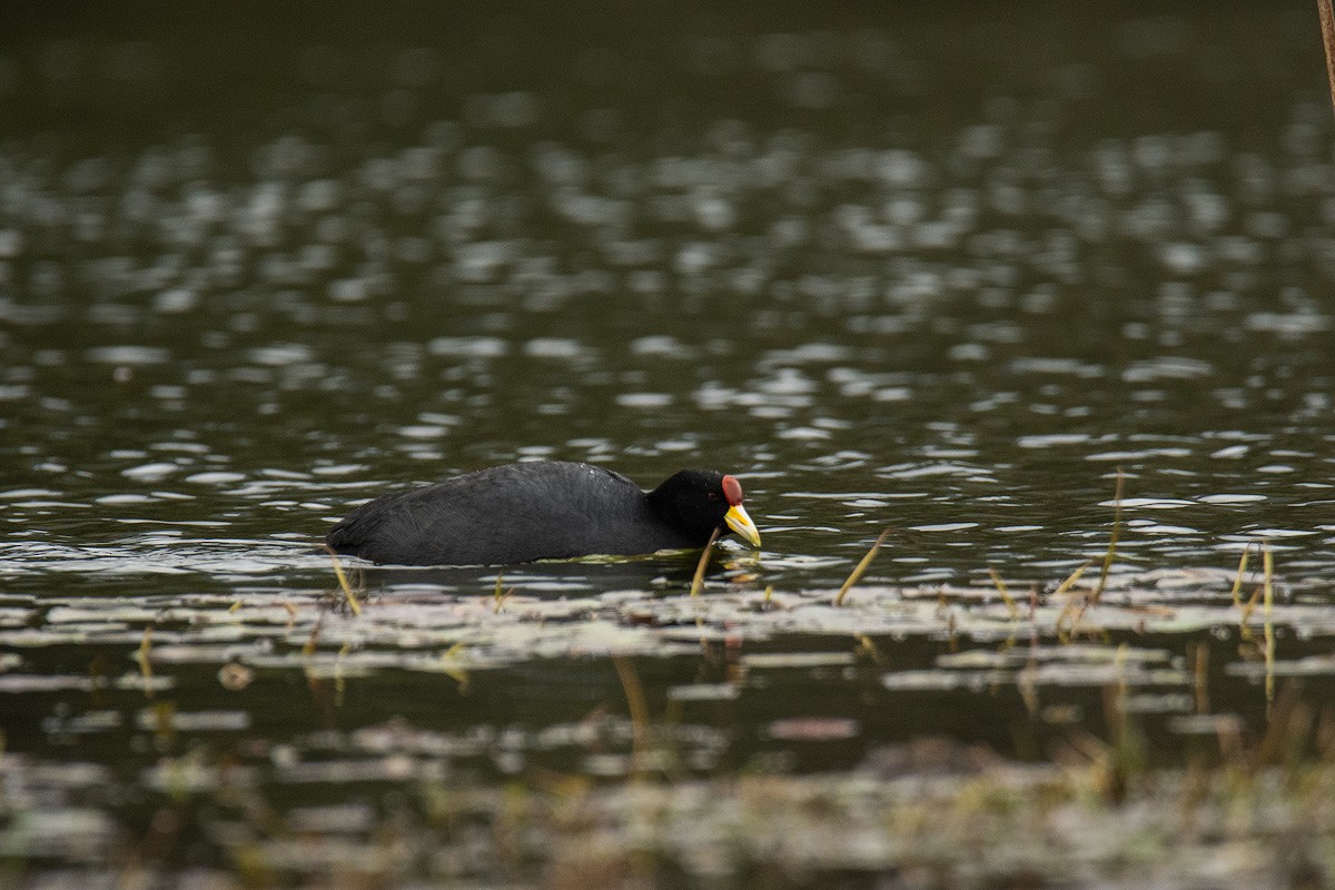 Slate-colored Coot - ML639760928