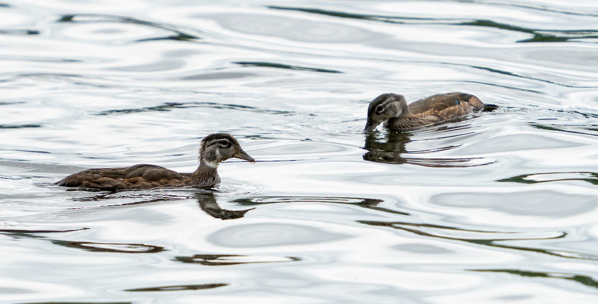 Wood Duck - ML639761069