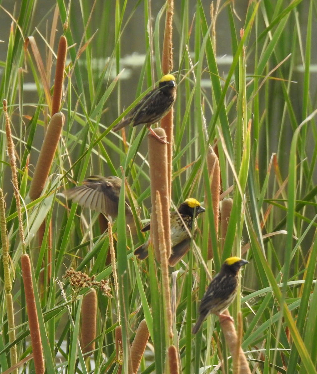 Streaked Weaver - ML639761088