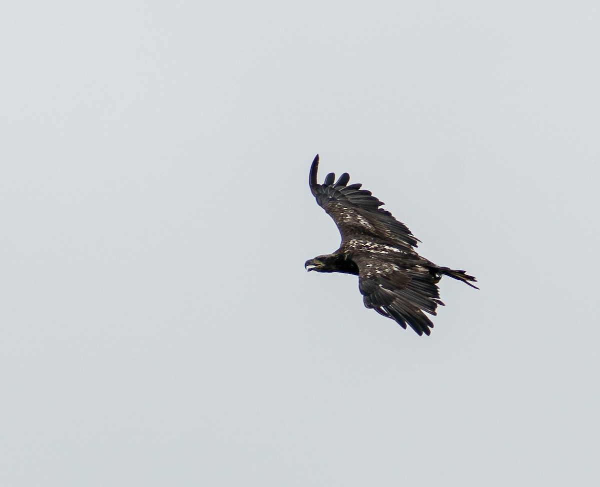 Bald Eagle - ML639761089