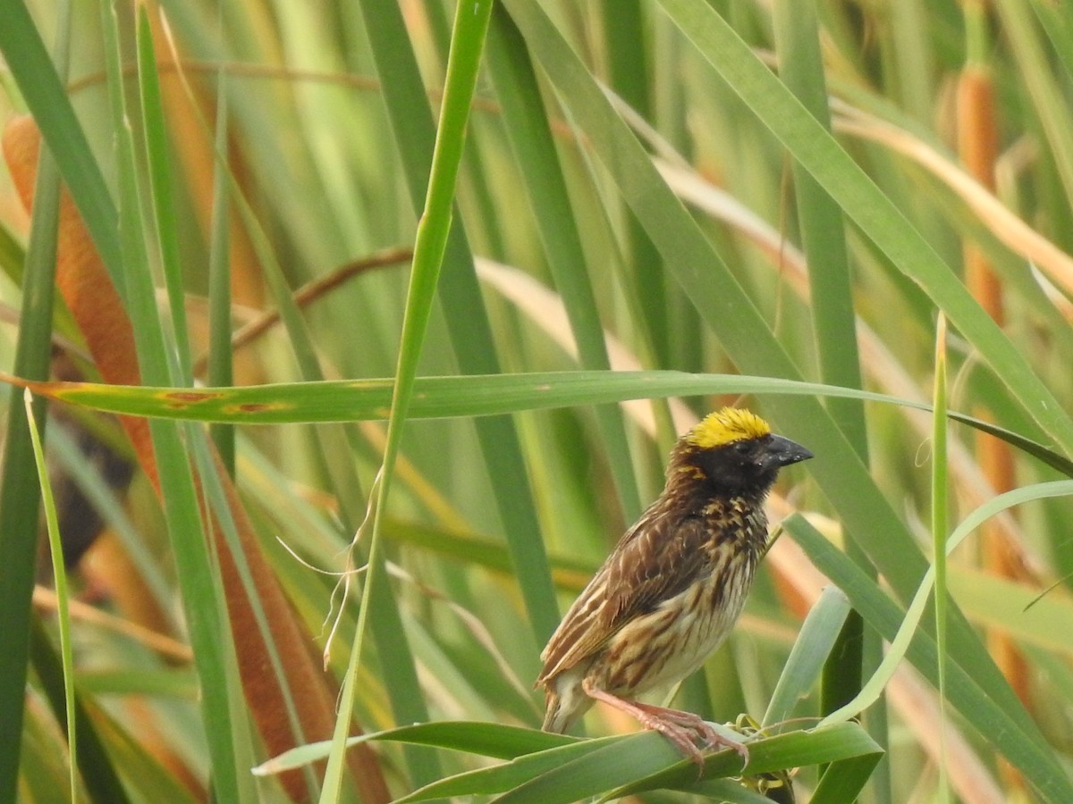 Streaked Weaver - ML639761090
