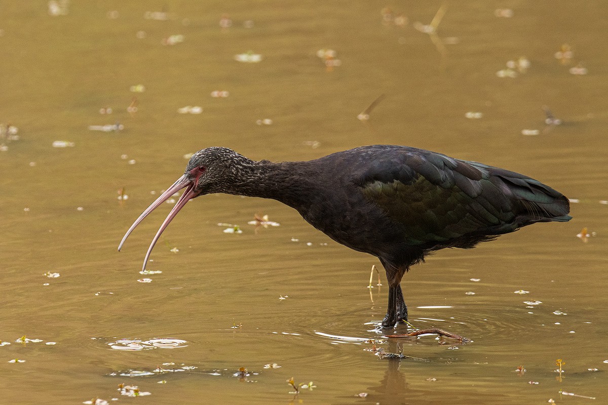 Puna Ibis - ML639761154