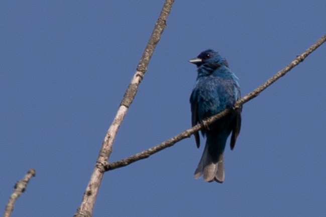 Indigo Bunting - ML639761173